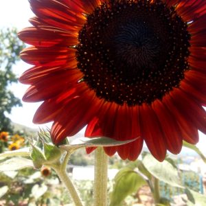 Kırmızı Güneş Çiçeği Tohumu